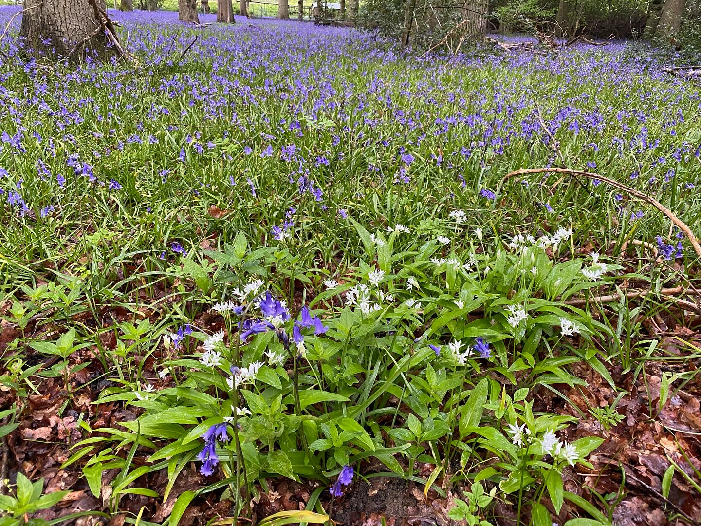 Close-up of bluebells flowering beside Keepers Cabin