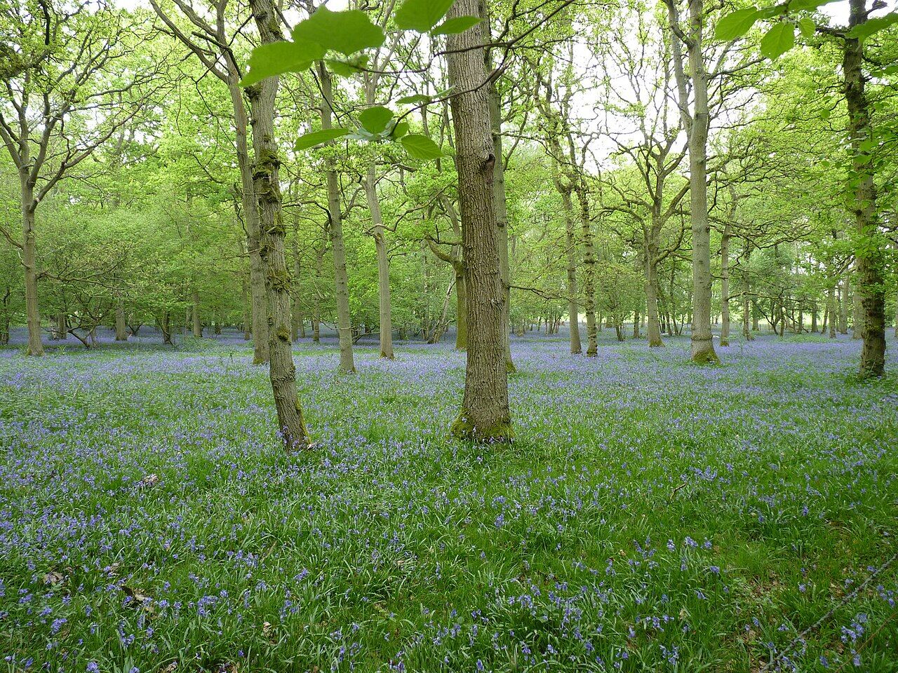Bluebells flowering in Trench Wood Nature Reserve near Sale Green